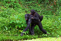 Bonobo (Pan paniscus) female 'Opala' carrying her juvenile son 'Pole' aged 4 years on her back, Lola Ya Bonobo Sanctuary, Democratic Republic of Congo. October.