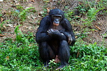Bonobo (Pan paniscus) mature male 'Fizi' sitting on the bank of a lake, Lola Ya Bonobo Sanctuary, Democratic Republic of Congo. October.
