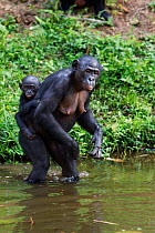 Bonobo (Pan paniscus) female carrying a baby on her back wading through water, Lola Ya Bonobo Sanctuary, Democratic Republic of Congo. October.