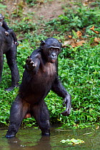 Bonobo (Pan paniscus) young female 'Lisala' reaching out, Lola Ya Bonobo Sanctuary, Democratic Republic of Congo. October.