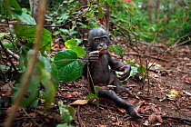 Bonobo (Pan paniscus) male baby 'Bomango' aged 10 months sitting on the forest floor, Lola Ya Bonobo Sanctuary, Democratic Republic of Congo. October.
