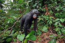 Bonobo (Pan paniscus) male 'Kikongo' emerging from the vegetation, Lola Ya Bonobo Sanctuary, Democratic Republic of Congo. October.