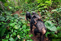 Bonobo (Pan paniscus) female 'Nioki' carying her baby 'Bomango' aged 10 months, coming face to face with a young male 'Kikongo', Lola Ya Bonobo Sanctuary, Democratic Republic of Congo. October.