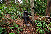 Bonobo (Pan paniscus) male 'Kikongo' sitting beside tree on the forest floor, Lola Ya Bonobo Sanctuary, Democratic Republic of Congo. October.