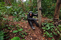 Bonobo (Pan paniscus) male 'Kikongo' sitting on the forest floor making 'happy' grin faces, Lola Ya Bonobo Sanctuary, Democratic Republic of Congo. October.