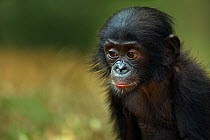 Bonobo (Pan paniscus) male baby 'Ombwe' aged 1 year, portrait, Lola Ya Bonobo Sanctuary, Democratic Republic of Congo. October.
