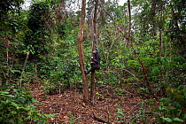 Bonobo (Pan paniscus) female 'Likasi' coming down from a tree, Lola Ya Bonobo Sanctuary, Democratic Republic of Congo. October.