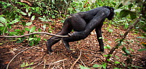 Bonobo (Pan paniscus) mature male 'Tembo' charging display pulling branch to show dominance, Lola Ya Bonobo Sanctuary, Democratic Republic of Congo. October.