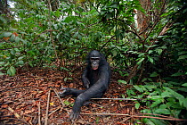 Bonobo (Pan paniscus) adolescent sitting on the forest floor, Lola Ya Bonobo Sanctuary, Democratic Republic of Congo. October.