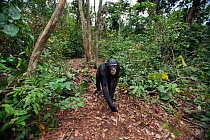 Bonobo (Pan paniscus) male walking through the forest, Lola Ya Bonobo Sanctuary, Democratic Republic of Congo. October.