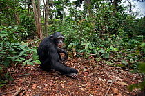 Bonobo (Pan paniscus) male 'Api' aged 13 years sitting on the forest floor, Lola Ya Bonobo Sanctuary, Democratic Republic of Congo. October.