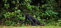 Bonobo (Pan paniscus) mature male 'Fizi' making charging display, dragging branch, Lola Ya Bonobo Sanctuary, Democratic Republic of Congo. October.