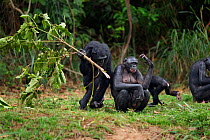 Bonobo (Pan paniscus) female 'Opala' playfully running around another female with some branches to entertain an infant, Lola Ya Bonobo Sanctuary, Democratic Republic of Congo. October.
