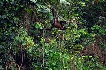 Bonobo (Pan paniscus) juvenile female swinging from a branch, Lola Ya Bonobo Sanctuary, Democratic Republic of Congo. October.