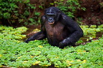 Bonobo (Pan paniscus) mature male 'Manono' wading through lake with water lettuce, Lola Ya Bonobo Sanctuary, Democratic Republic of Congo. October.