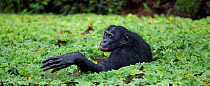 Bonobo (Pan paniscus) mature male 'Manono' wading through deep water amongst water lettuce searching for food, Lola Ya Bonobo Sanctuary, Democratic Republic of Congo. October.