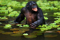 Bonobo (Pan paniscus) mature male 'Manono' wading through water searching for food, Lola Ya Bonobo Sanctuary, Democratic Republic of Congo. October.