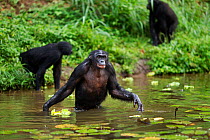 Bonobo (Pan paniscus) entering the water searching for food, Lola Ya Bonobo Sanctuary, Democratic Republic of Congo. October.