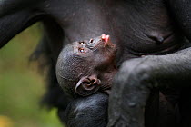 Bonobo (Pan paniscus) male baby 'Mayali' aged 2-3 weeks lying in his mother's arms, Lola Ya Bonobo Sanctuary, Democratic Republic of Congo. October.