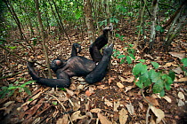 Bonobo (Pan paniscus) mature male 'Tembo' relaxing in forest, Lola Ya Bonobo Sanctuary, Democratic Republic of Congo. October.