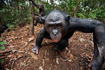 Bonobo (Pan paniscus) female 'Nioki' peering curiously while her baby 'Bomango' aged 10 months plays in the background, Lola Ya Bonobo Sanctuary, Democratic Republic of Congo. October.