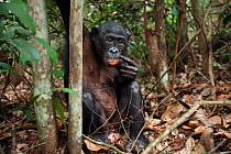 Bonobo (Pan paniscus) amongst trees, Lola Ya Bonobo Sanctuary, Democratic Republic of Congo. October.
