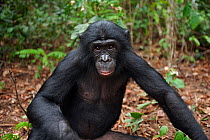 Bonobo (Pan paniscus) young male 'Maniema' sitting on the forest floor, portrait, Lola Ya Bonobo Sanctuary, Democratic Republic of Congo. October.