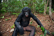 Bonobo (Pan paniscus) young male 'Maniema' sitting on the forest floor, Lola Ya Bonobo Sanctuary, Democratic Republic of Congo. October.