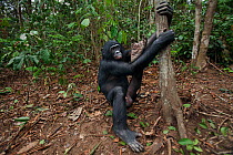 Bonobo (Pan paniscus) young male 'Maniema' sitting on the forest floor with leg on tree, Lola Ya Bonobo Sanctuary, Democratic Republic of Congo. October.