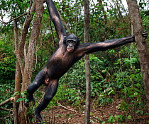 Bonobo (Pan paniscus) mature male 'Api' swinging from tree, Lola Ya Bonobo Sanctuary, Democratic Republic of Congo. October.