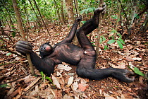 Bonobo (Pan paniscus) mature male 'Tembo' relaxing on forest floor, Lola Ya Bonobo Sanctuary, Democratic Republic of Congo. October.