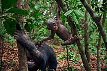 Bonobo (Pan paniscus) male baby 'Bomango' aged 10 months playing in a tree while his mother sits below, Lola Ya Bonobo Sanctuary, Democratic Republic of Congo. October.