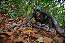 Bonobo (Pan paniscus) female 'Nioki' sitting in forest with her baby 'Bomango' aged 10 months, Lola Ya Bonobo Sanctuary, Democratic Republic of Congo. October.