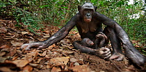 Bonobo (Pan paniscus) female 'Nioki' sitting in forest with her baby 'Bomango' aged 10 months,  Lola Ya Bonobo Sanctuary, Democratic Republic of Congo. October.
