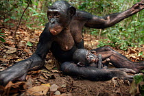 Bonobo (Pan paniscus) female 'Nioki' sitting in forest with her baby 'Bomango' aged 10 months, Lola Ya Bonobo Sanctuary, Democratic Republic of Congo. October.