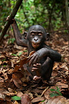 Bonobo (Pan paniscus) male baby 'Bomango' aged 10 months playing with leaves, Lola Ya Bonobo Sanctuary, Democratic Republic of Congo. October.