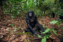 Bonobo (Pan paniscus) mature male 'Tembo' building a nest structure on the forest floor, Lola Ya Bonobo Sanctuary, Democratic Republic of Congo. October.