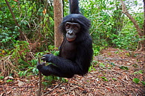 Bonobo (Pan paniscus) juvenile male reaching out from a tree, Lola Ya Bonobo Sanctuary, Democratic Republic of Congo. October.