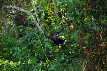 Bonobo (Pan paniscus) male adolescent swinging through forest on a liana, Lola Ya Bonobo Sanctuary, Democratic Republic of Congo. October.