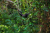 Bonobo (Pan paniscus) male adolescent swinging throught trees on a liana, Lola Ya Bonobo Sanctuary, Democratic Republic of Congo. October.