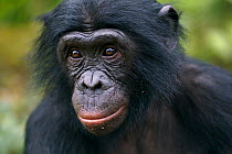 Bonobo (Pan paniscus) young male 'Manyema' portrait, Lola Ya Bonobo Sanctuary, Democratic Republic of Congo. October.