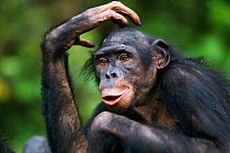 Bonobo (Pan paniscus) young female 'Sankuru' scratching head, portrait, Lola Ya Bonobo Sanctuary, Democratic Republic of Congo. October.