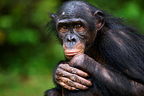 Bonobo (Pan paniscus) young female 'Sankuru', portrait, Lola Ya Bonobo Sanctuary, Democratic Republic of Congo. October.