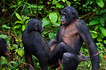Bonobo (Pan paniscus) male sexual behaviour, Lola Ya Bonobo Sanctuary, Democratic Republic of Congo. October.