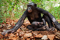 Bonobo (Pan paniscus) female 'Nioki' sitting with her baby 'Bomango' aged 10 months, Lola Ya Bonobo Sanctuary, Democratic Republic of Congo. October.