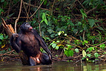 Bonobo (Pan paniscus) mature male 'Fizi' aged approx 15 years calling and scratching his back against a tree stump while submerged in water,  Lola Ya Bonobo Sanctuary, Democratic Republic of Congo. Oc...