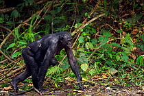 Bonobo (Pan paniscus) female walking, carrying her baby under her belly, Lola Ya Bonobo Sanctuary, Democratic Republic of Congo. October.