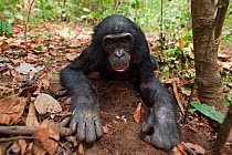 Bonobo (Pan paniscus) male adolescent lying on the forest floor, Lola Ya Bonobo Sanctuary, Democratic Republic of Congo. October.