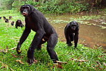 Bonobo (Pan paniscus) mature male 'Fizi' aged approx 15 years, showing aggression, Lola Ya Bonobo Sanctuary, Democratic Republic of Congo. October.