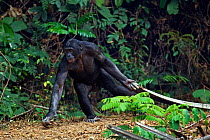 Bonobo (Pan paniscus) mature male 'Fizi' aged approx 15 years, displaying by dragging vegetation at speed, Lola Ya Bonobo Sanctuary, Democratic Republic of Congo. October.